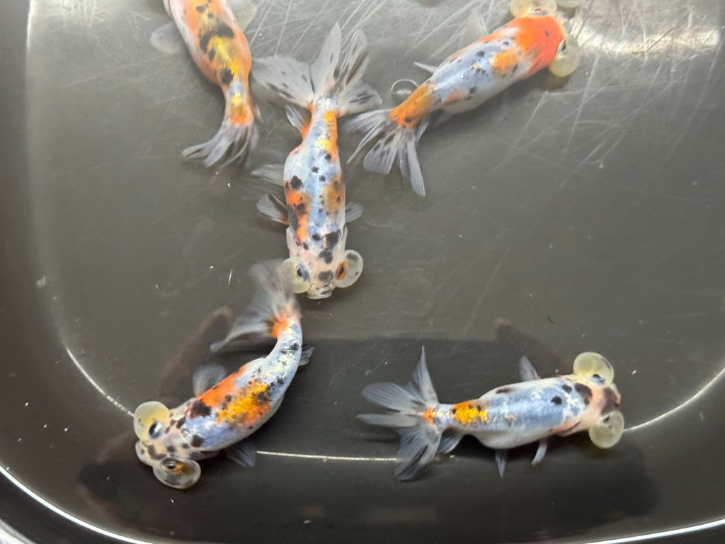 Bubble Eye Calico 7-8cm Fancy Goldfish