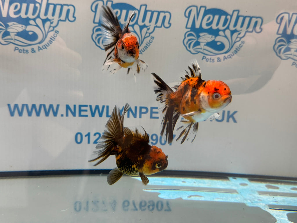 Tiger Peacock Oranda Fancy Goldfish 6-8cm