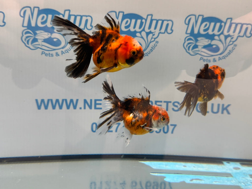 Tiger Peacock Oranda Fancy Goldfish 6-8cm