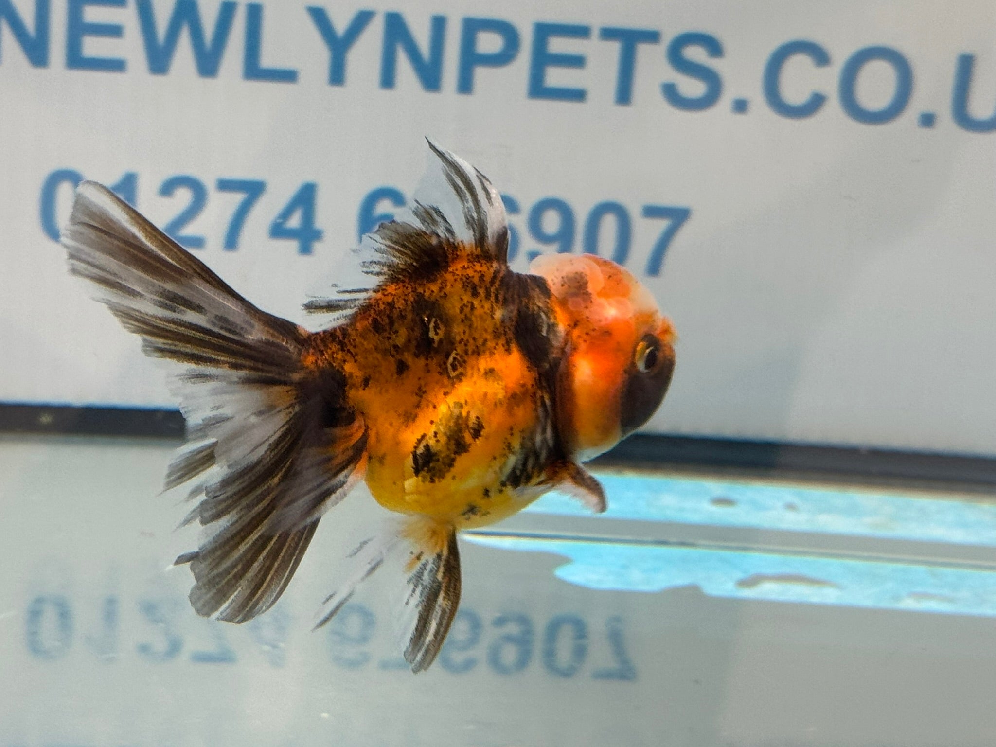Tiger Peacock Oranda Fancy Goldfish 6-8cm