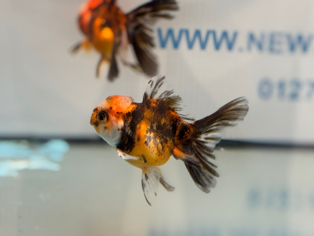 Tiger Peacock Oranda Fancy Goldfish 6-8cm