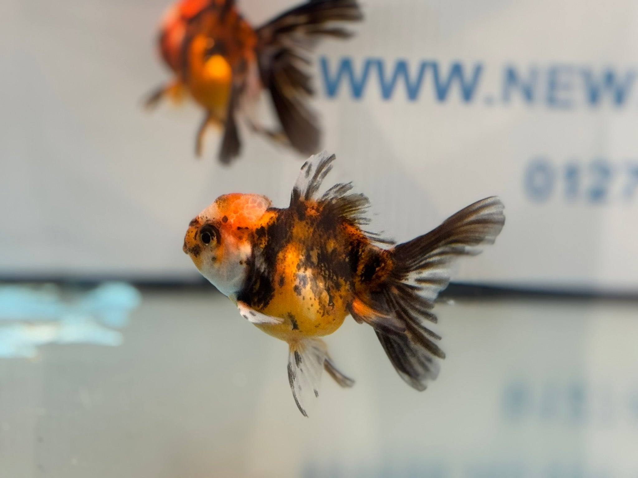 Tiger Peacock Oranda Fancy Goldfish 6-8cm