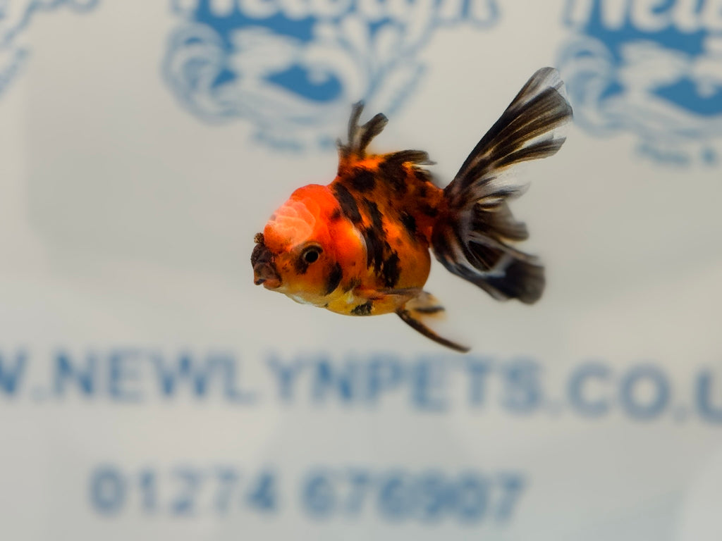 Tiger Peacock Oranda Fancy Goldfish 6-8cm