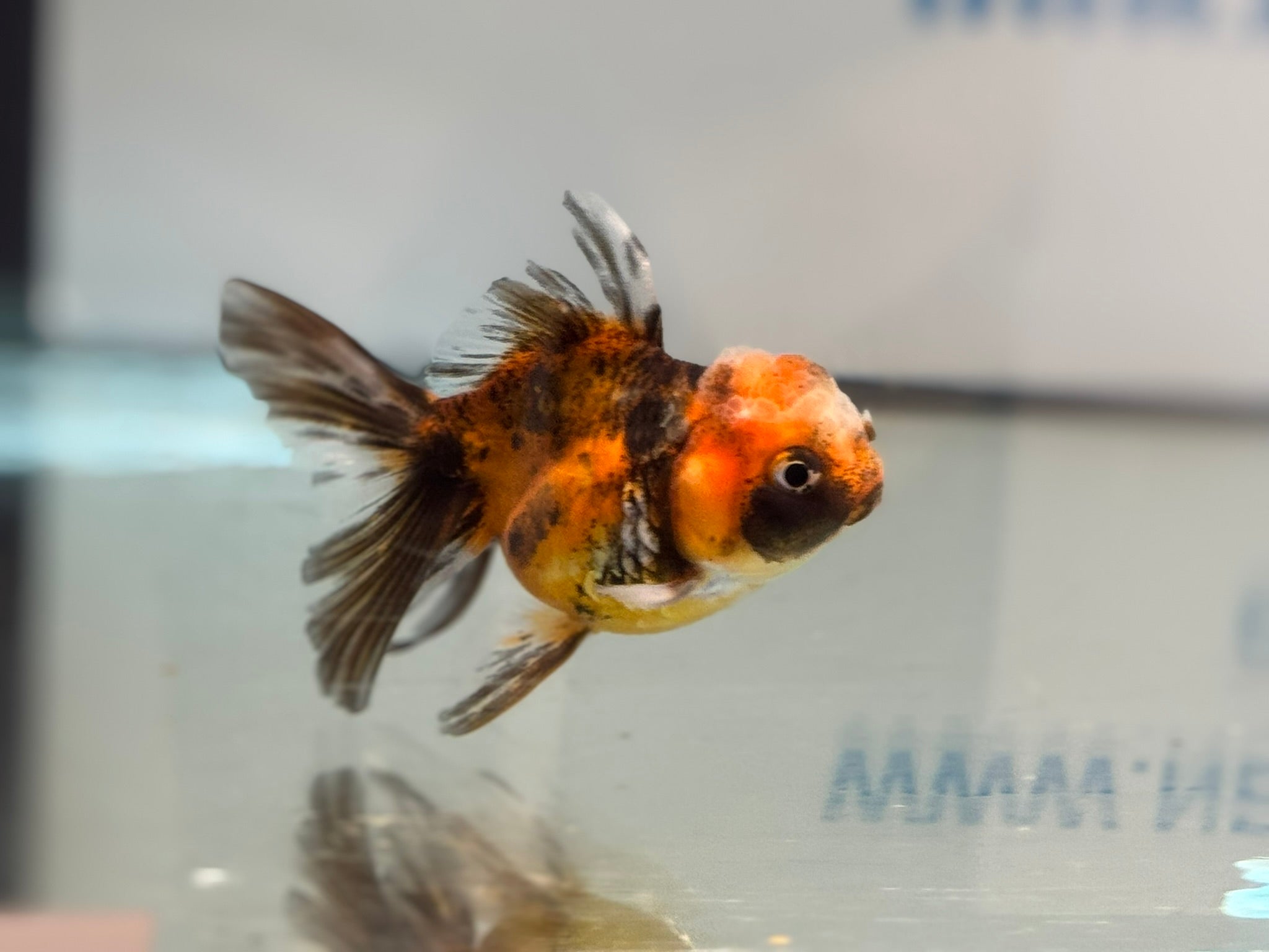 Tiger Peacock Oranda Fancy Goldfish 6-8cm