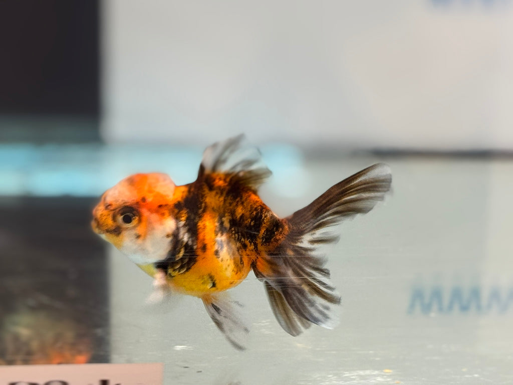 Tiger Peacock Oranda Fancy Goldfish 6-8cm
