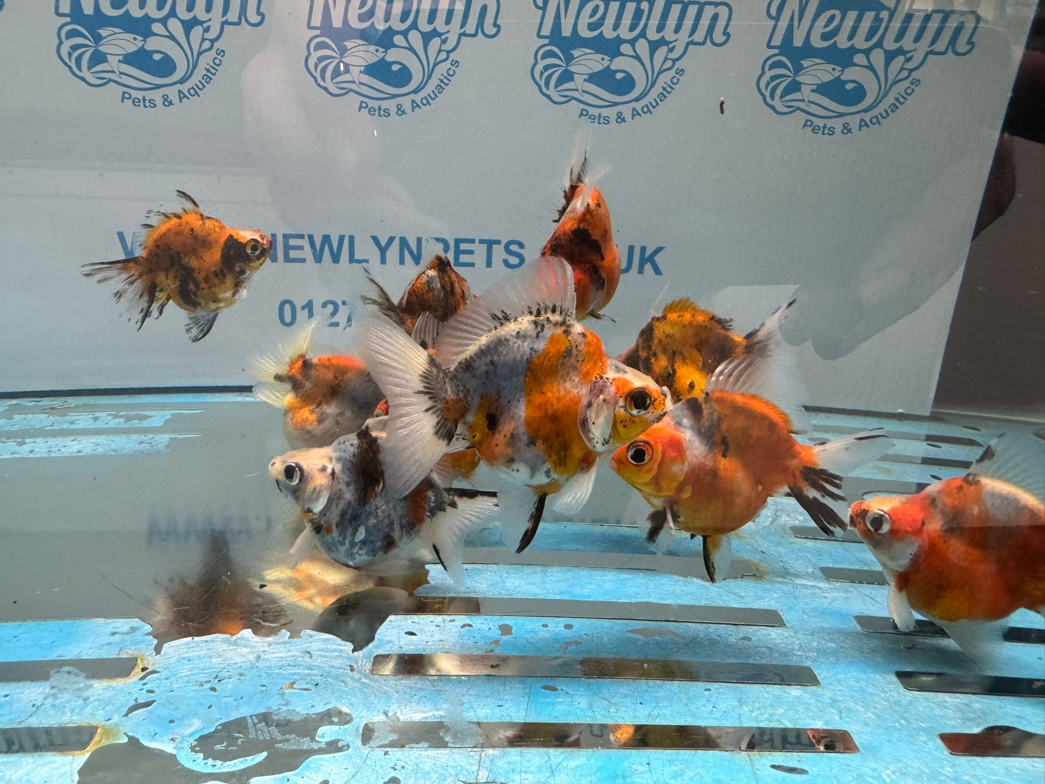 Short Tail Ryukin 6-8cm