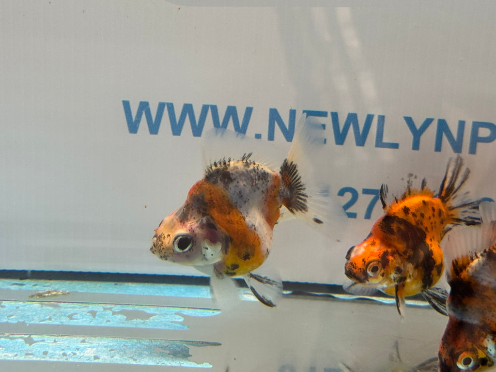 Short Tail Ryukin 6-8cm