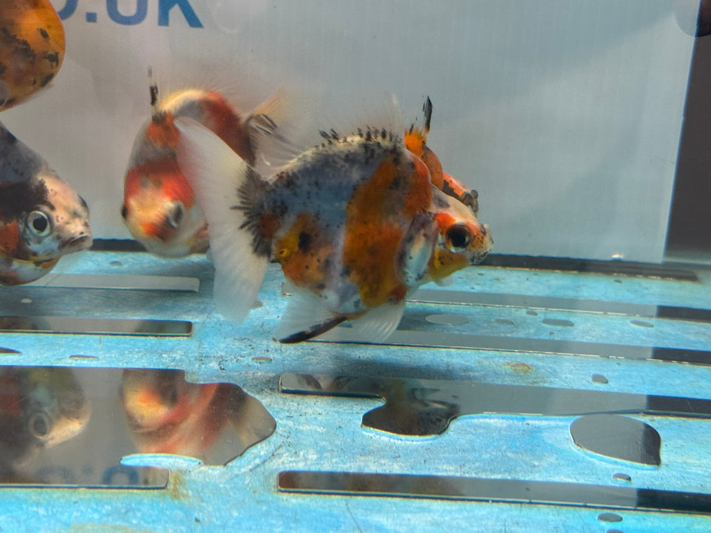 Short Tail Ryukin 6-8cm