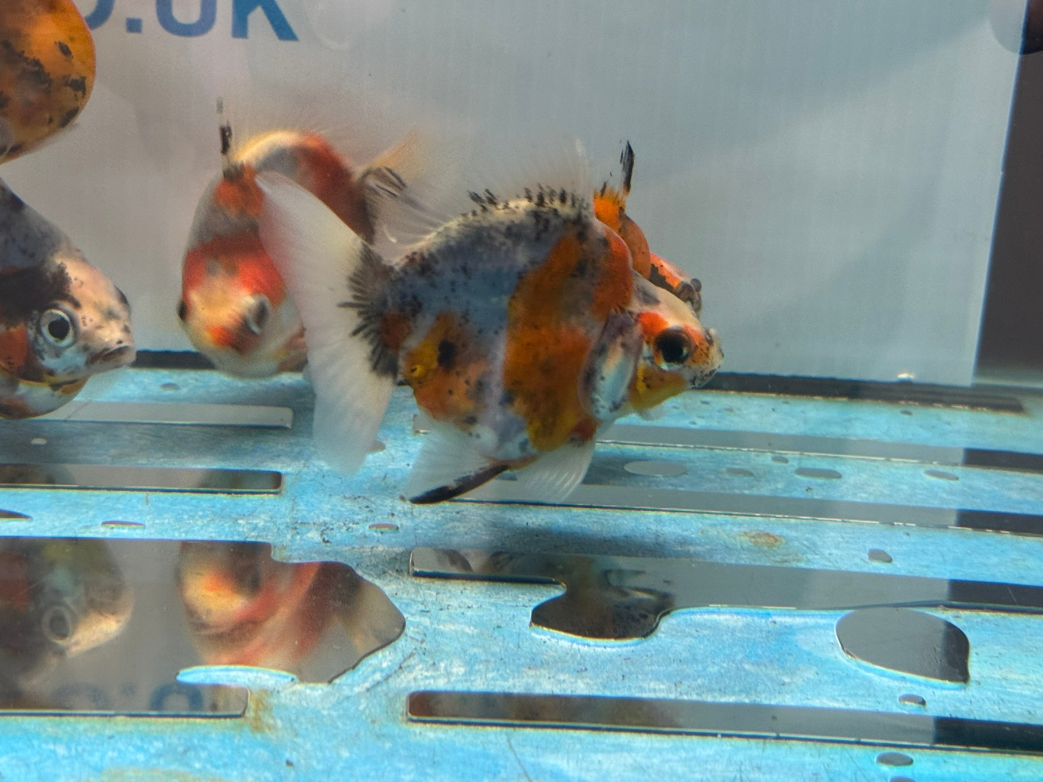 Short Tail Ryukin 6-8cm