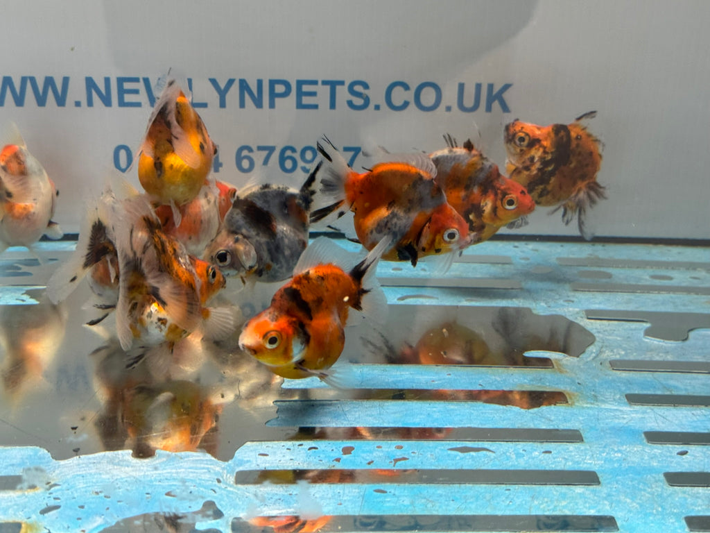 Short Tail Ryukin 6-8cm