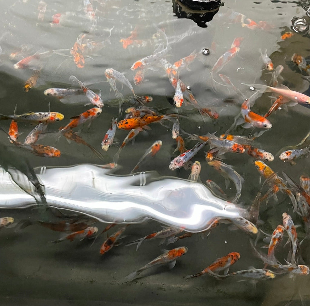 Shubunkin 2-3" (Picked at Random) (TF P6c)