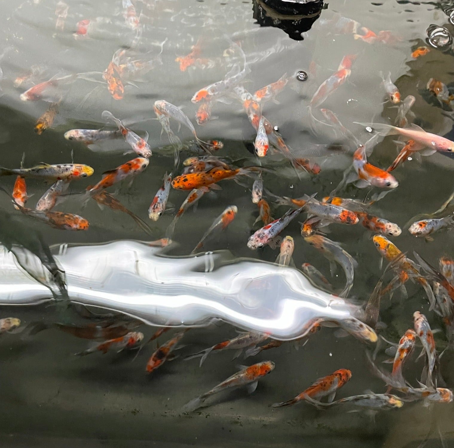 Shubunkin 2-3" (Picked at Random) (TF P6c)