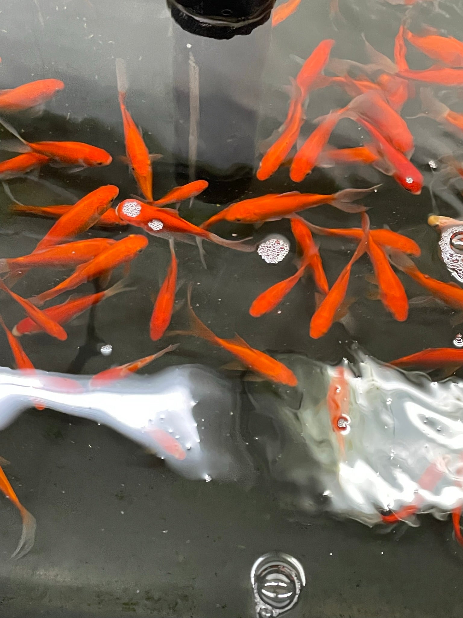 Red Goldfish (Red Comet) 2-3" (Picked at Random) (TF P6a)