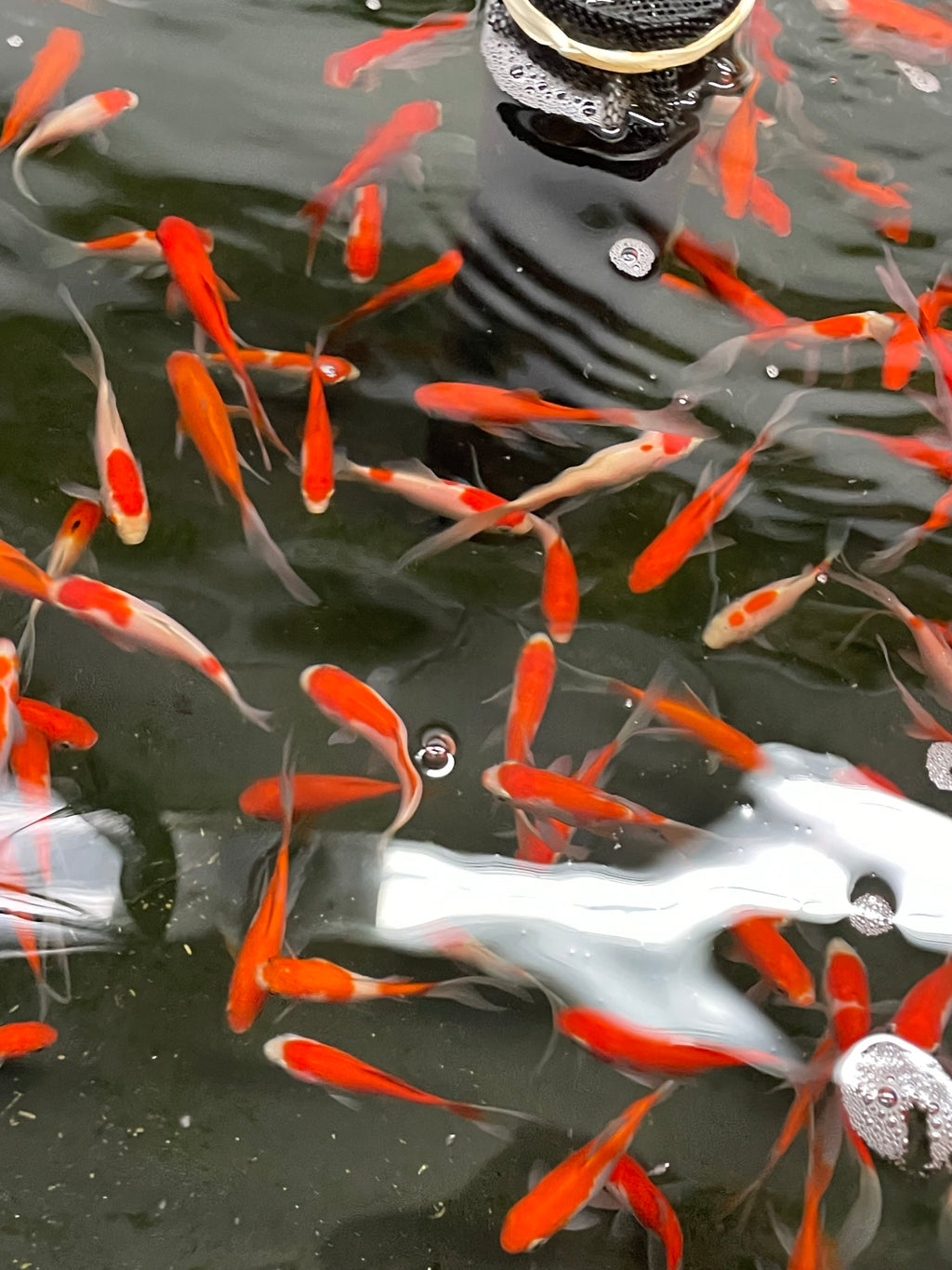 Sarasa Comet (Red & White) 2-3" (Picked at Random) (TF P6d)