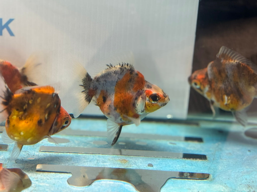 Short Tail Ryukin 6-8cm