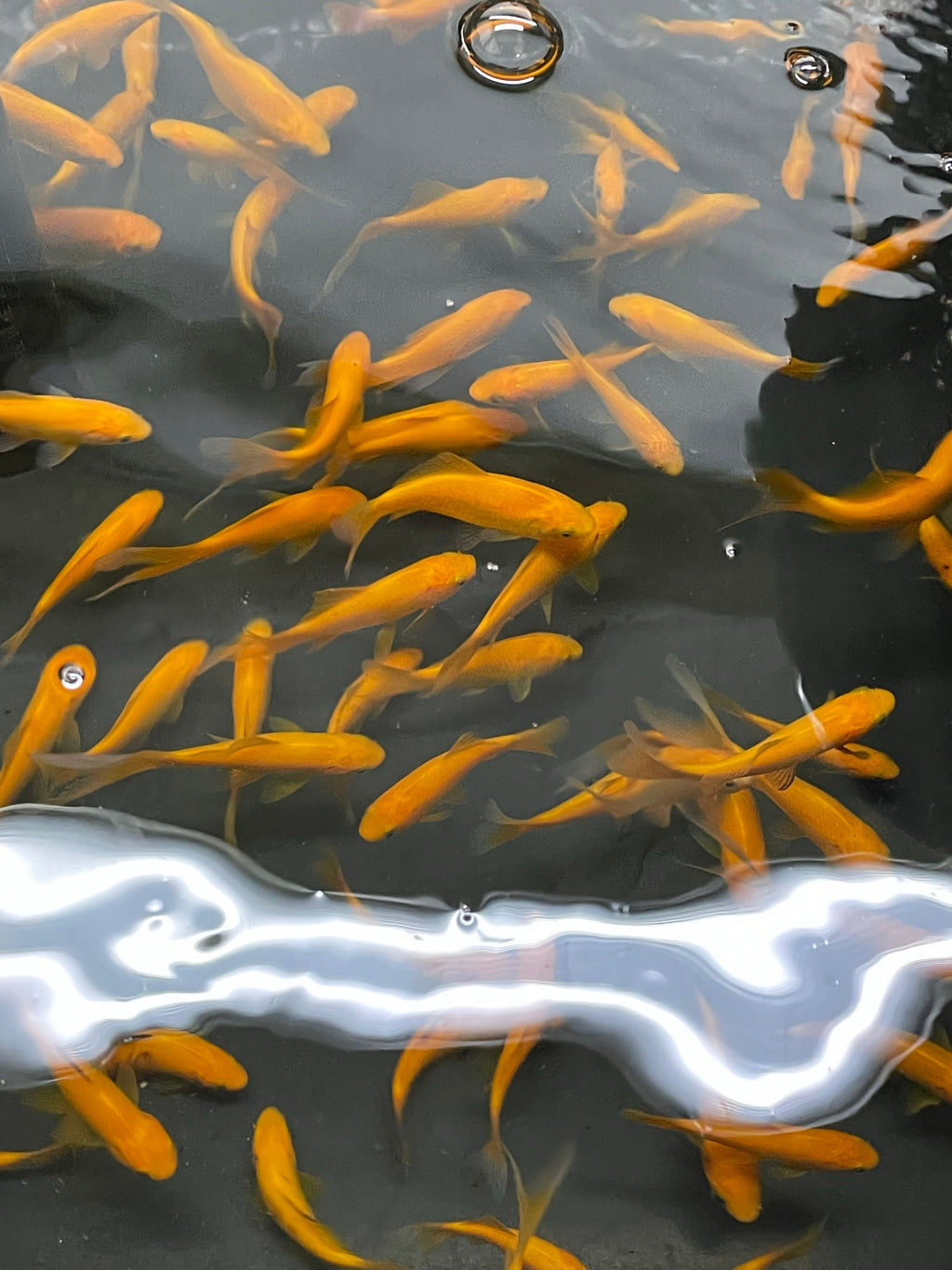 Yellow Goldfish (Yellow Comet) 2-3" (Picked at random) (TF P6b)