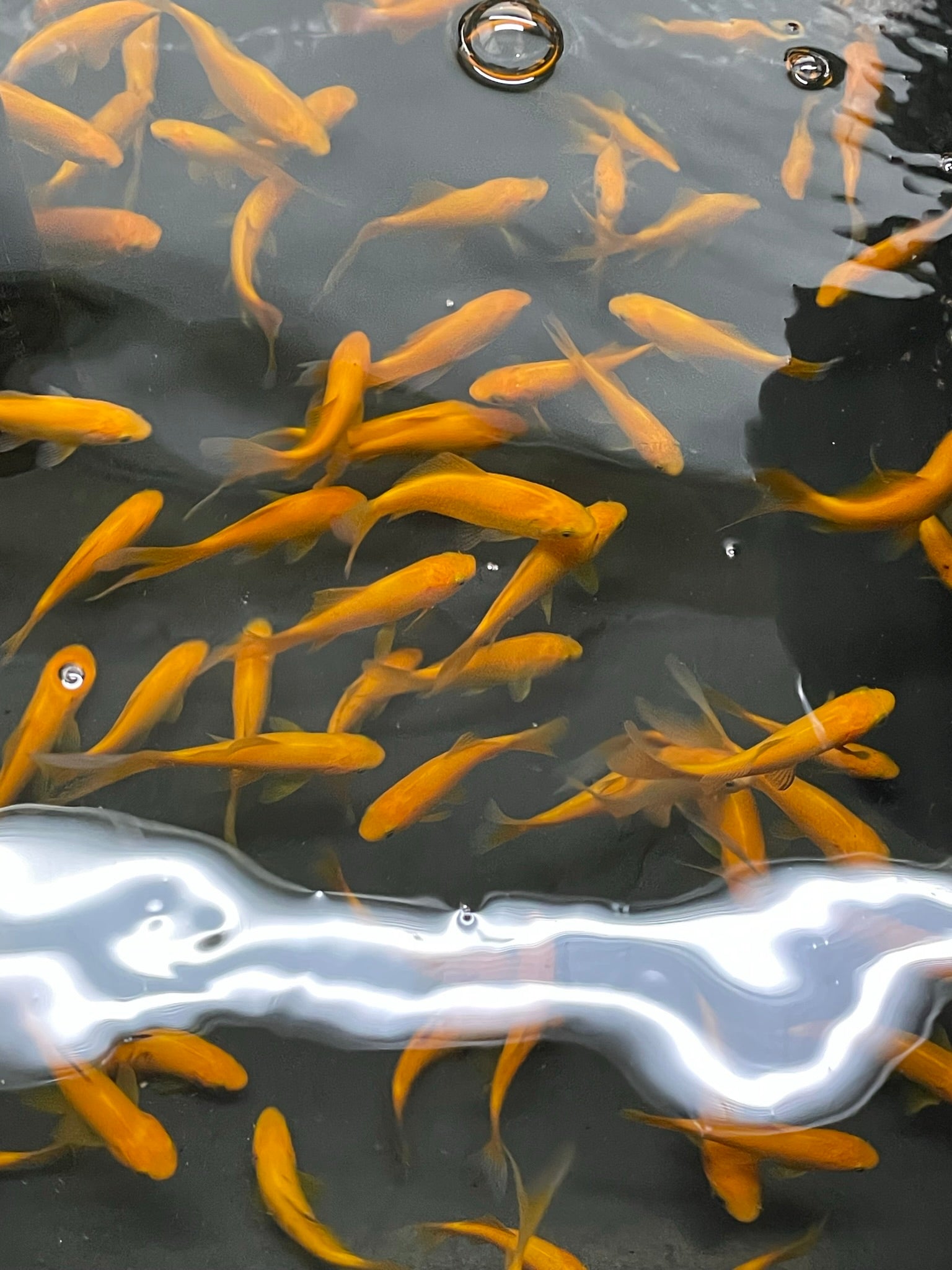 Yellow Goldfish (Yellow Comet) 2-3" (Picked at random) (TF P6b)