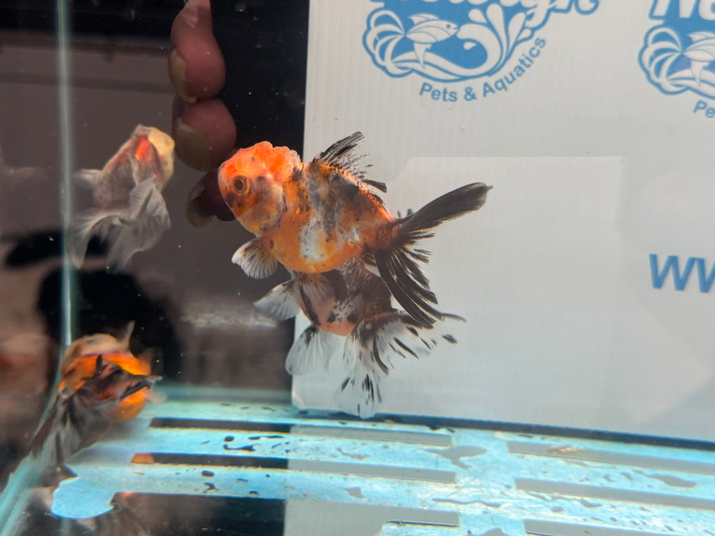 Calico Peacock Tail Oranda Fancy Goldfish 6-8cm