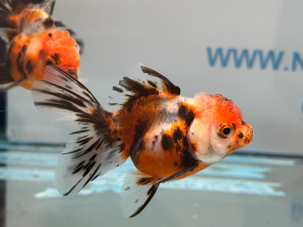 Calico Peacock Tail Oranda Fancy Goldfish 6-8cm
