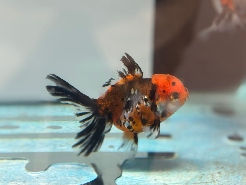 Calico Peacock Tail Oranda Fancy Goldfish 6-8cm