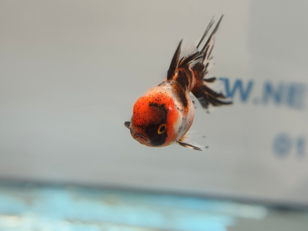 Calico Peacock Tail Oranda Fancy Goldfish 6-8cm