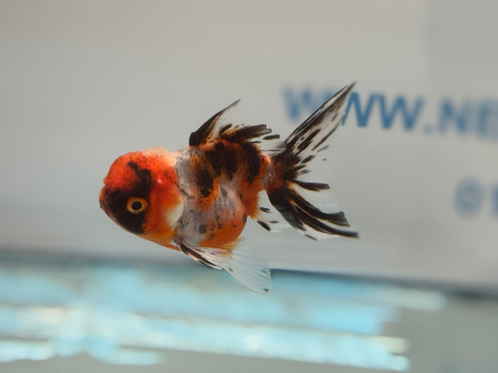 Calico Peacock Tail Oranda Fancy Goldfish 6-8cm