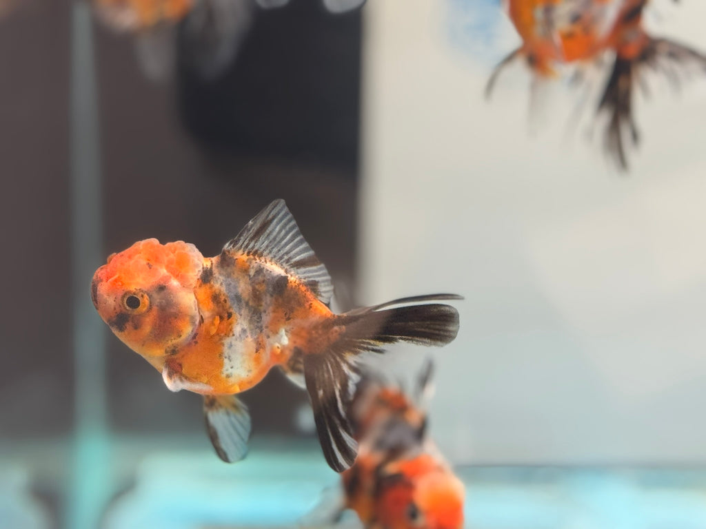Calico Peacock Tail Oranda Fancy Goldfish 6-8cm
