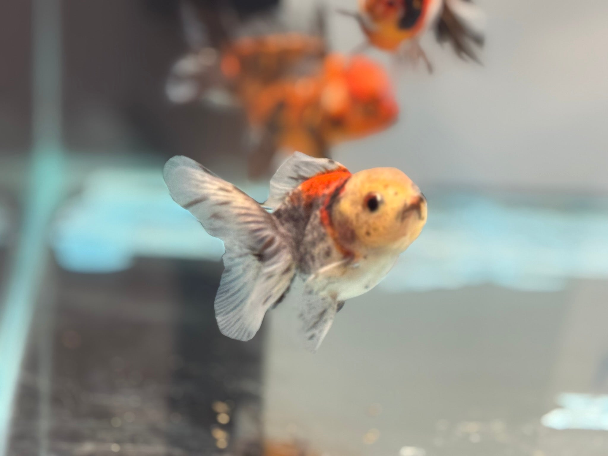 Calico Peacock Tail Oranda Fancy Goldfish 6-8cm