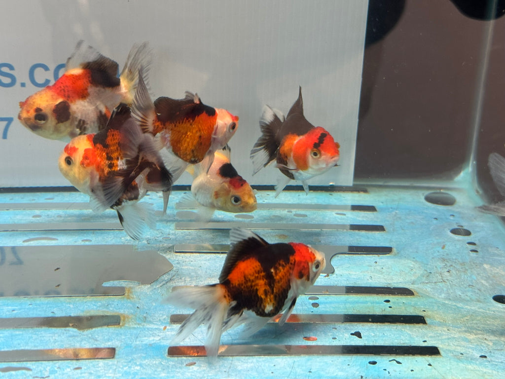 Tri Colour Oranda Fancy Goldfish 6-8cm