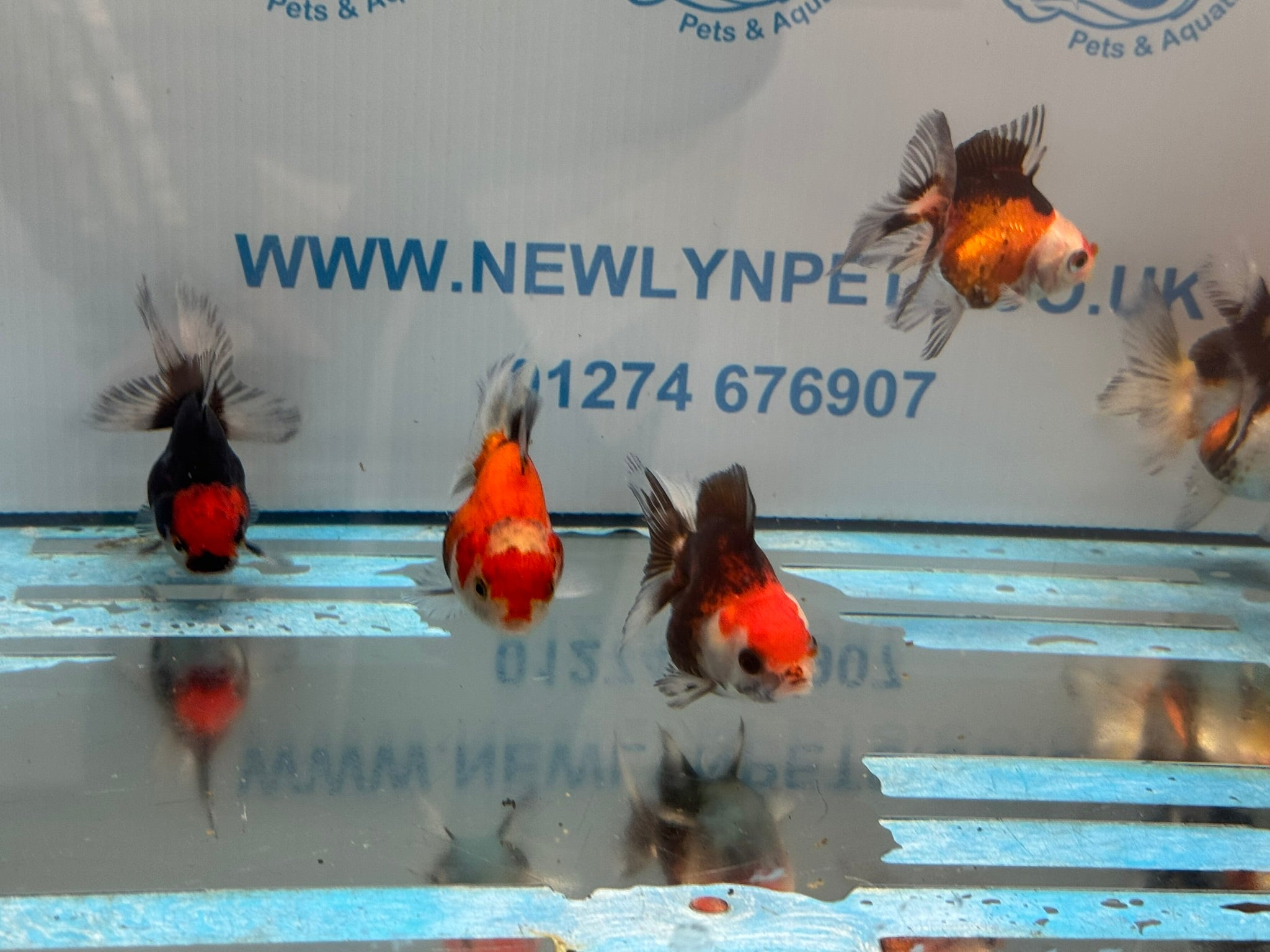 Tri Colour Oranda Fancy Goldfish 6-8cm