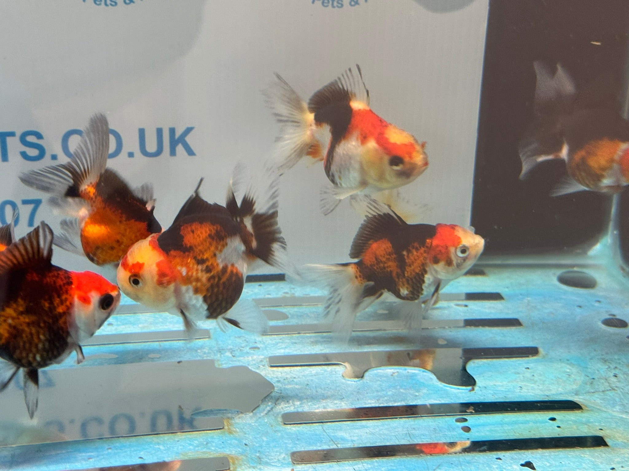Tri Colour Oranda Fancy Goldfish 6-8cm