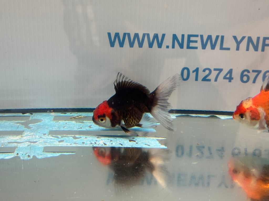 Tri Colour Oranda Fancy Goldfish 6-8cm
