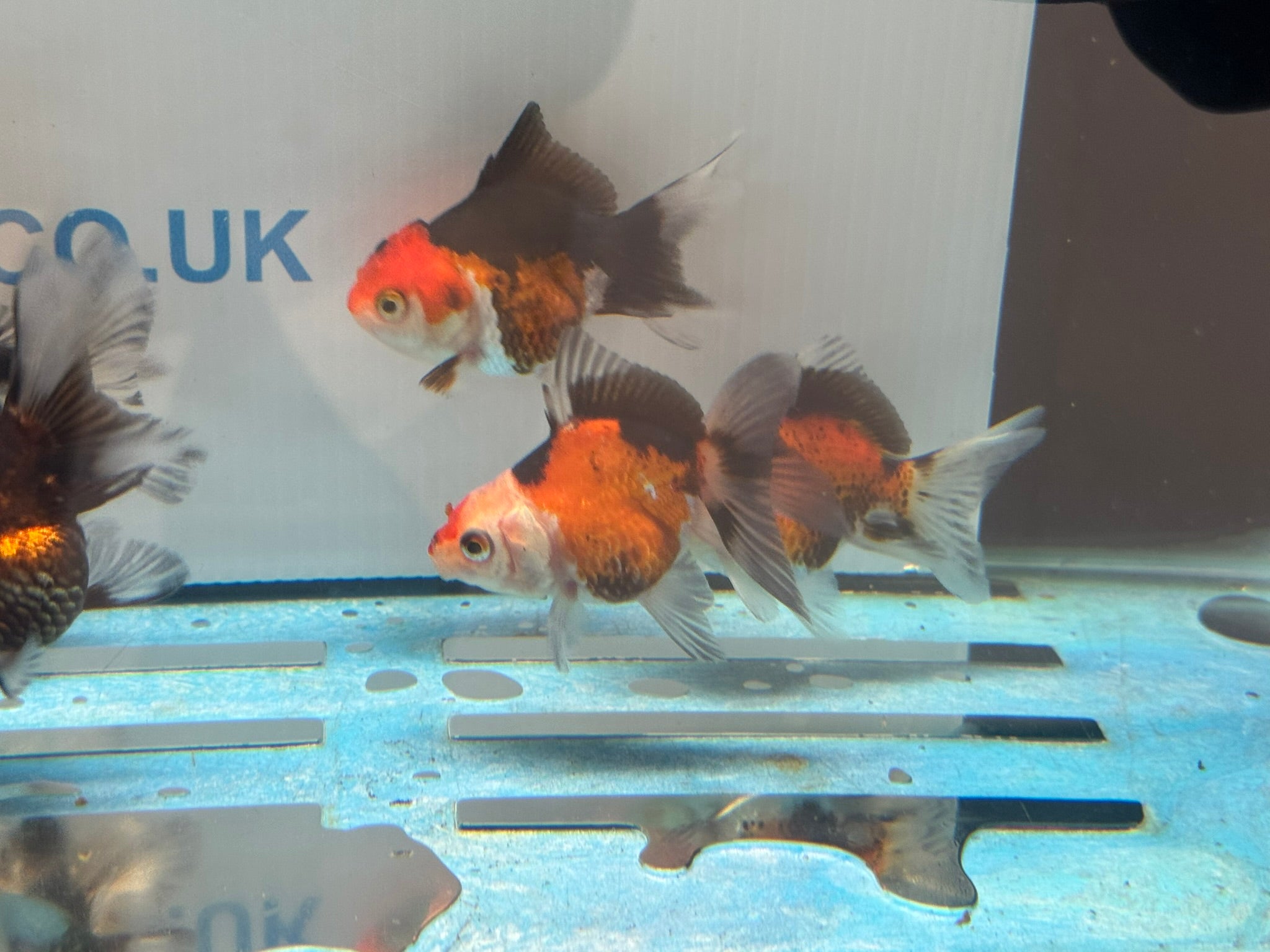 Tri Colour Oranda Fancy Goldfish 6-8cm