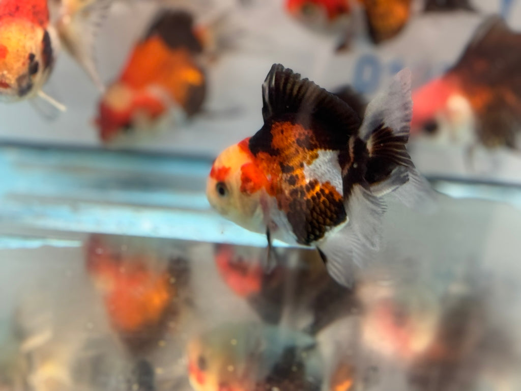 Tri Colour Oranda Fancy Goldfish 6-8cm