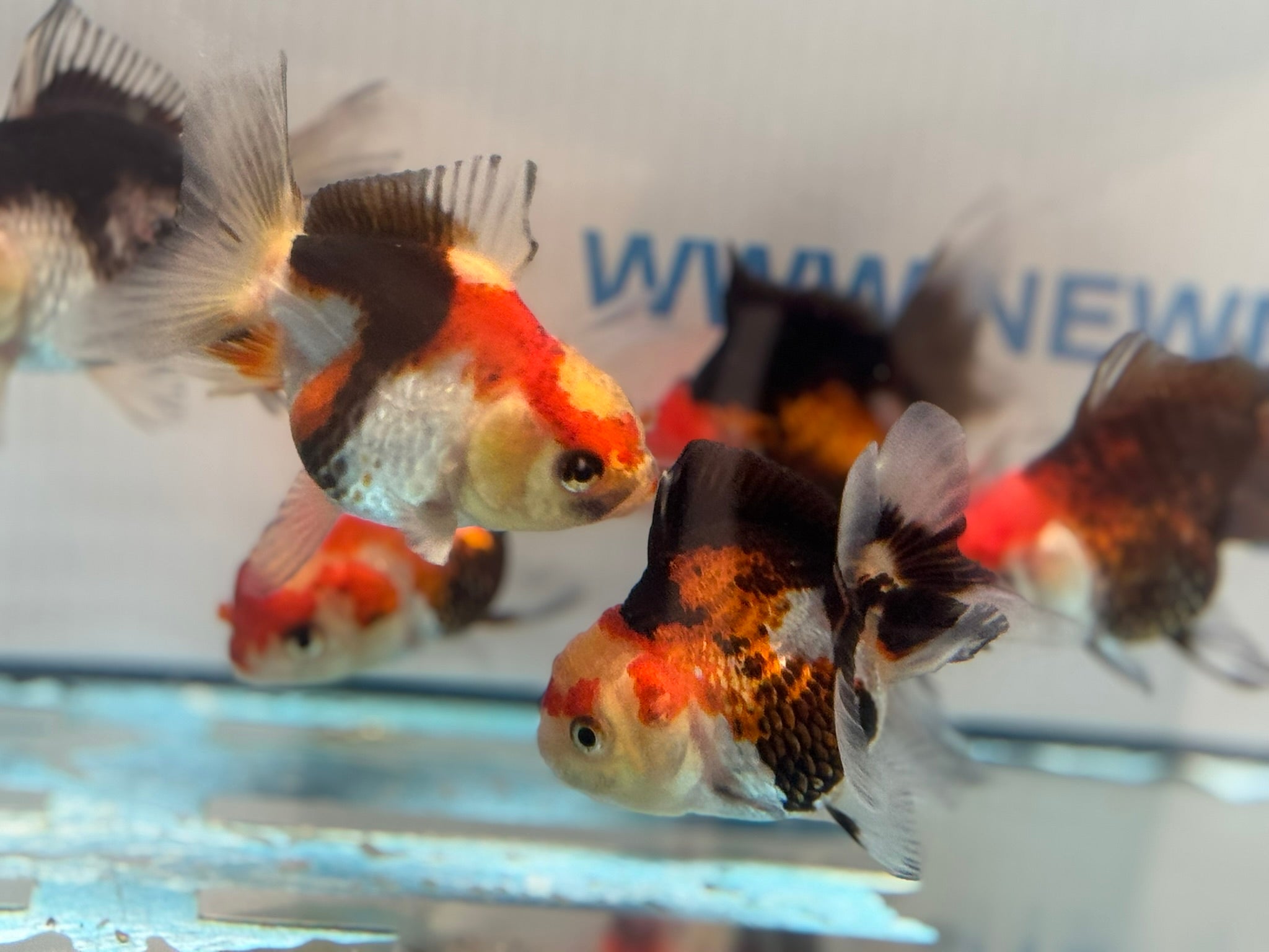Tri Colour Oranda Fancy Goldfish 6-8cm