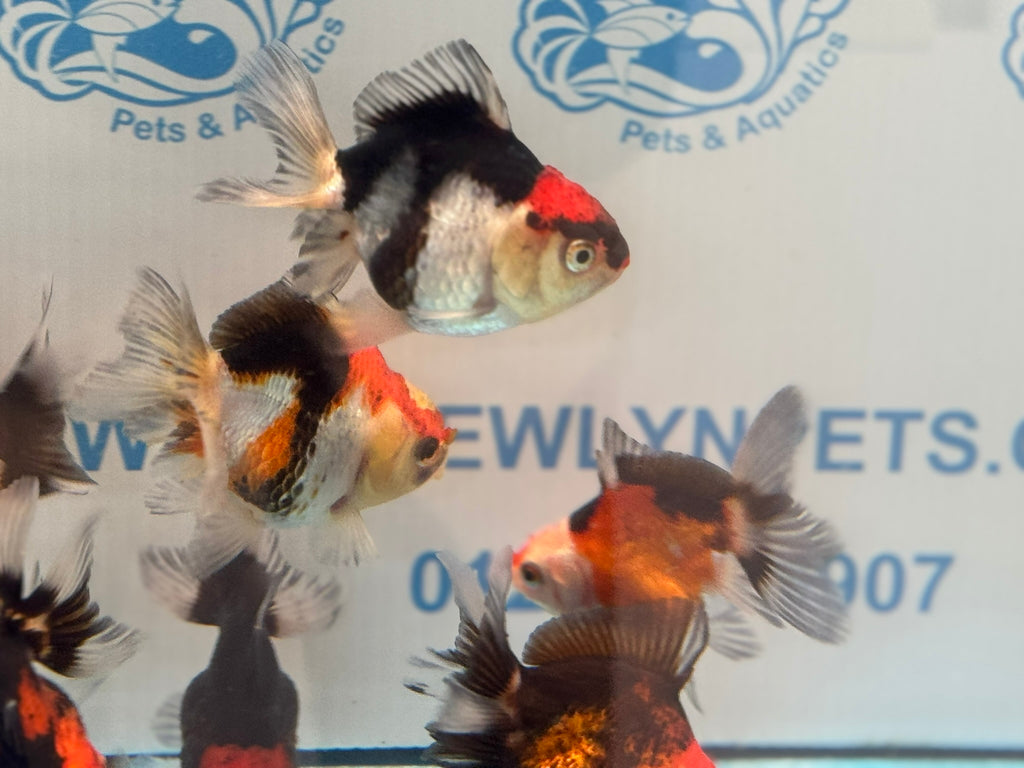 Tri Colour Oranda Fancy Goldfish 6-8cm