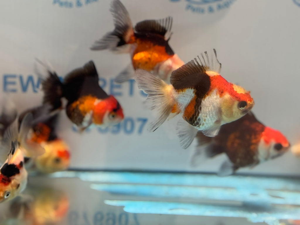 Tri Colour Oranda Fancy Goldfish 6-8cm
