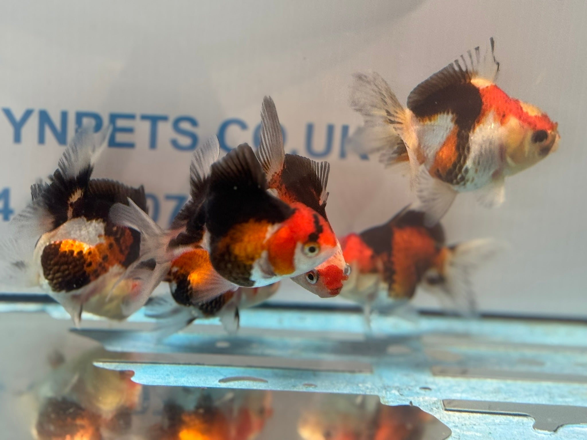 Tri Colour Oranda Fancy Goldfish 6-8cm
