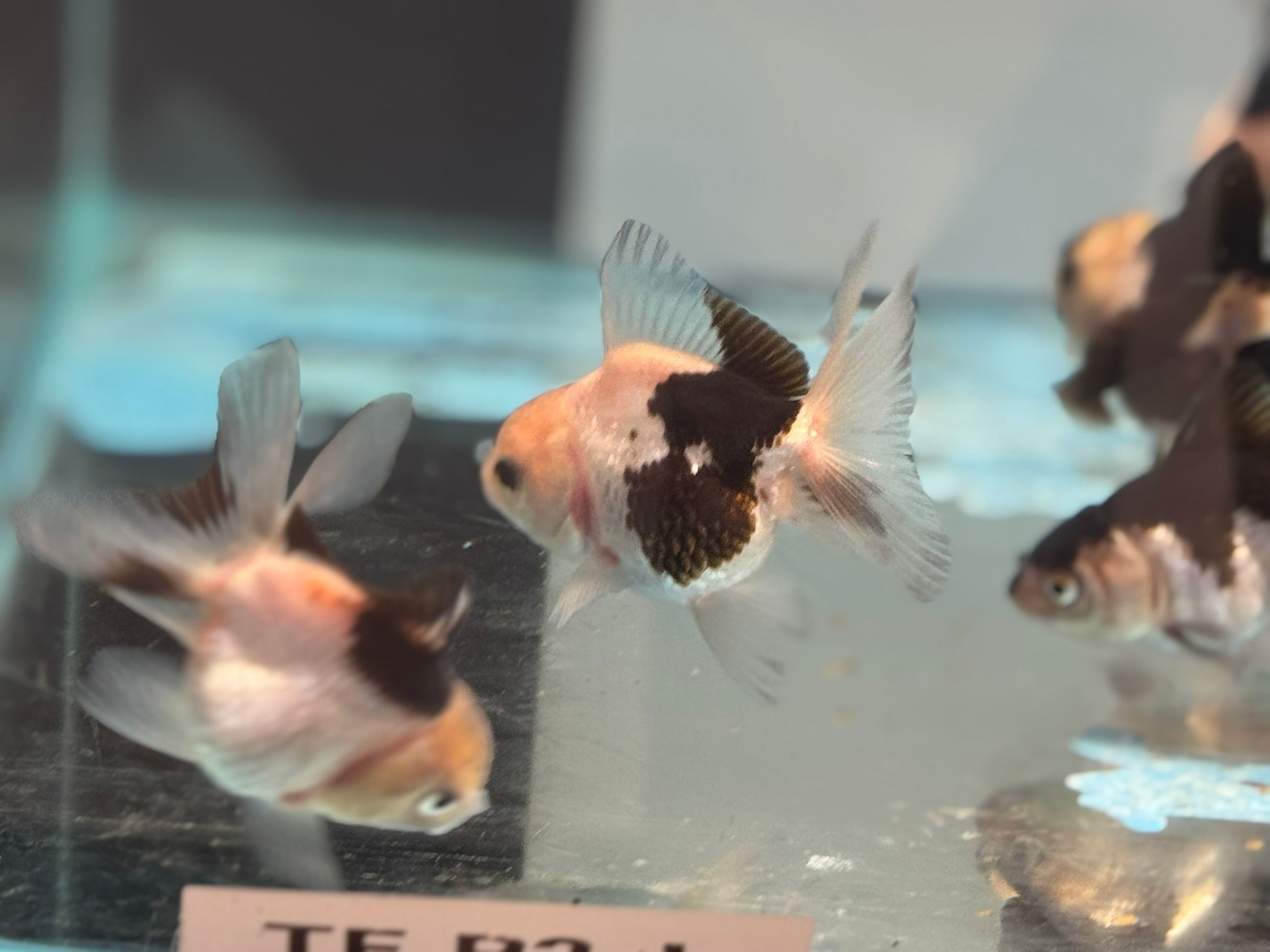 Panda Oranda Fancy Goldfish 6-8cm