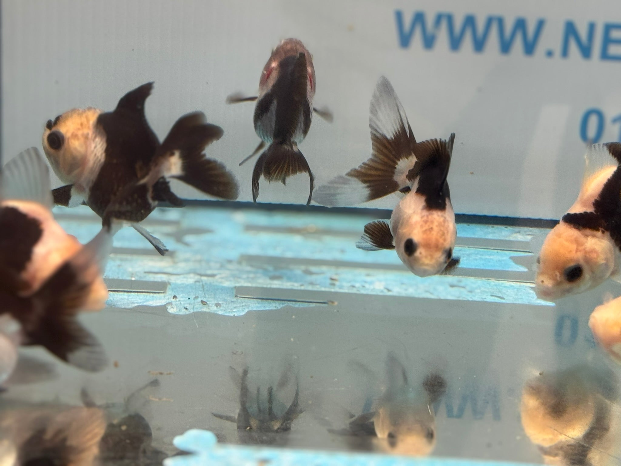 Panda Oranda Fancy Goldfish 6-8cm