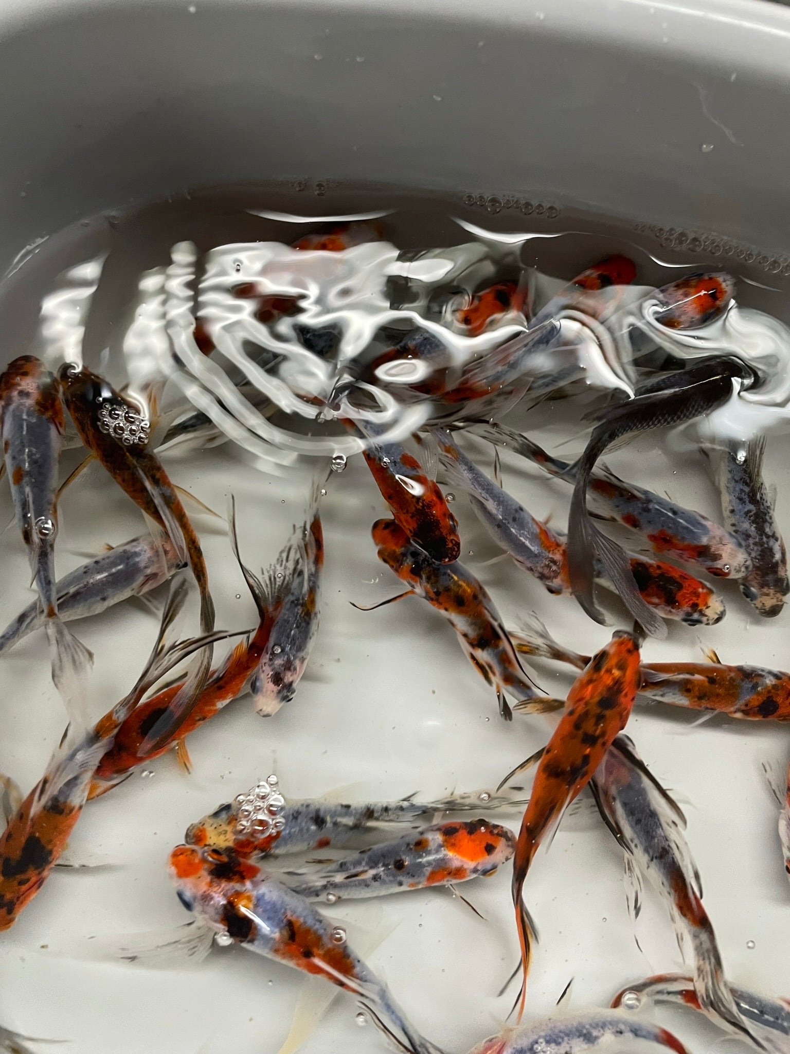 Shubunkin 2-3" (Picked at Random) (TF P6c)