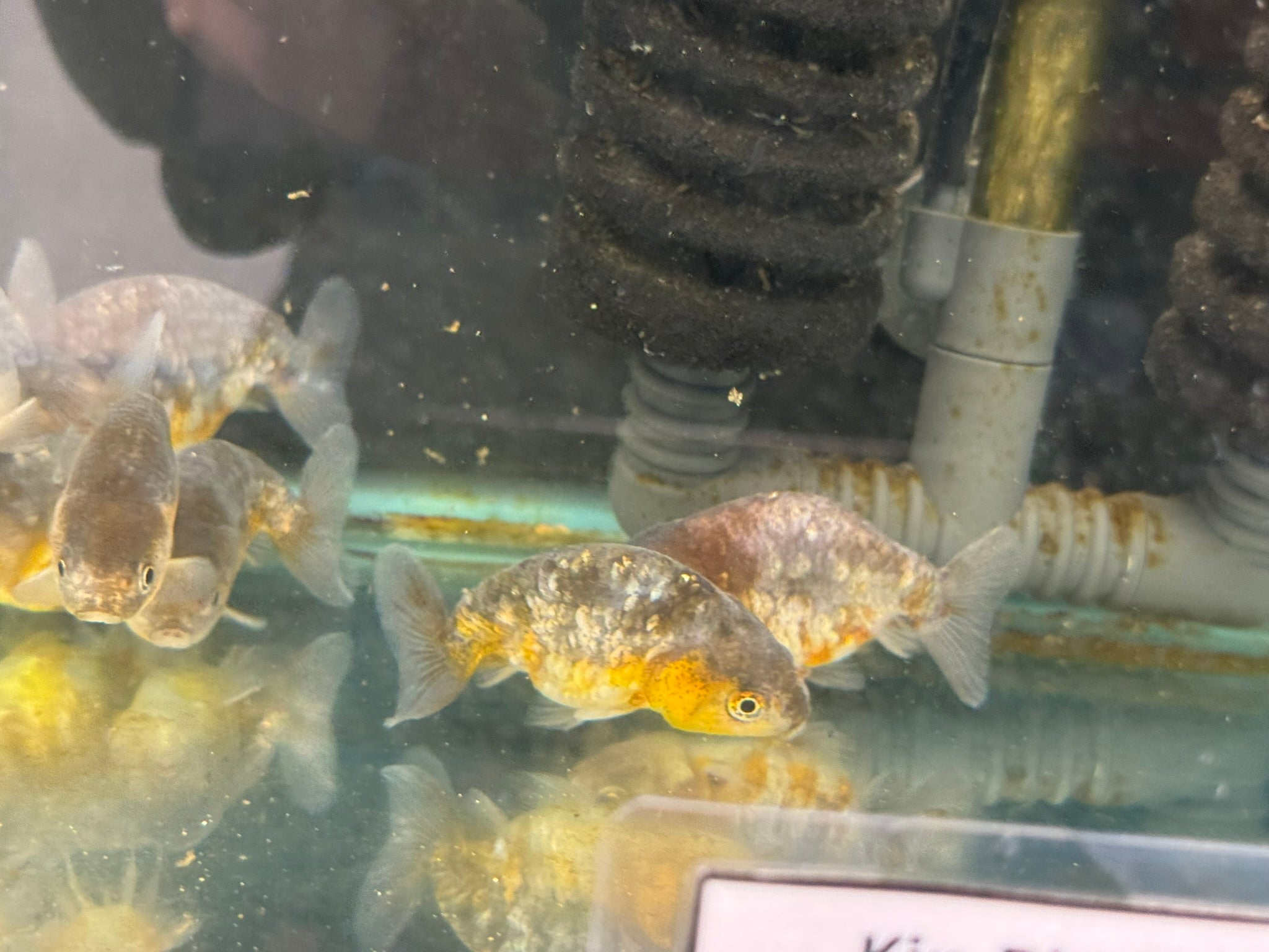 Kin Rin Ranchu 6-8cm Fancy Goldfish