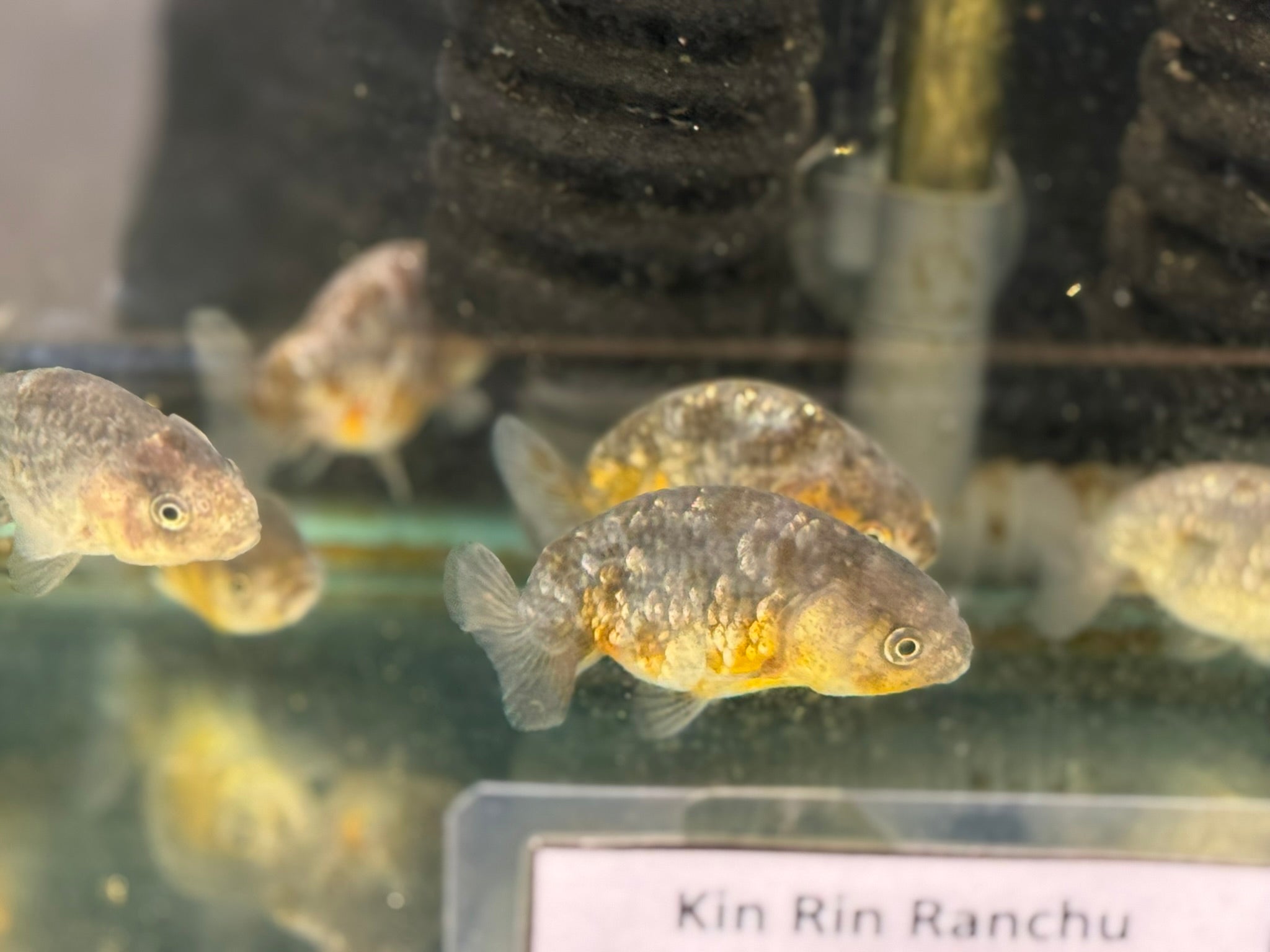 Kin Rin Ranchu 6-8cm Fancy Goldfish