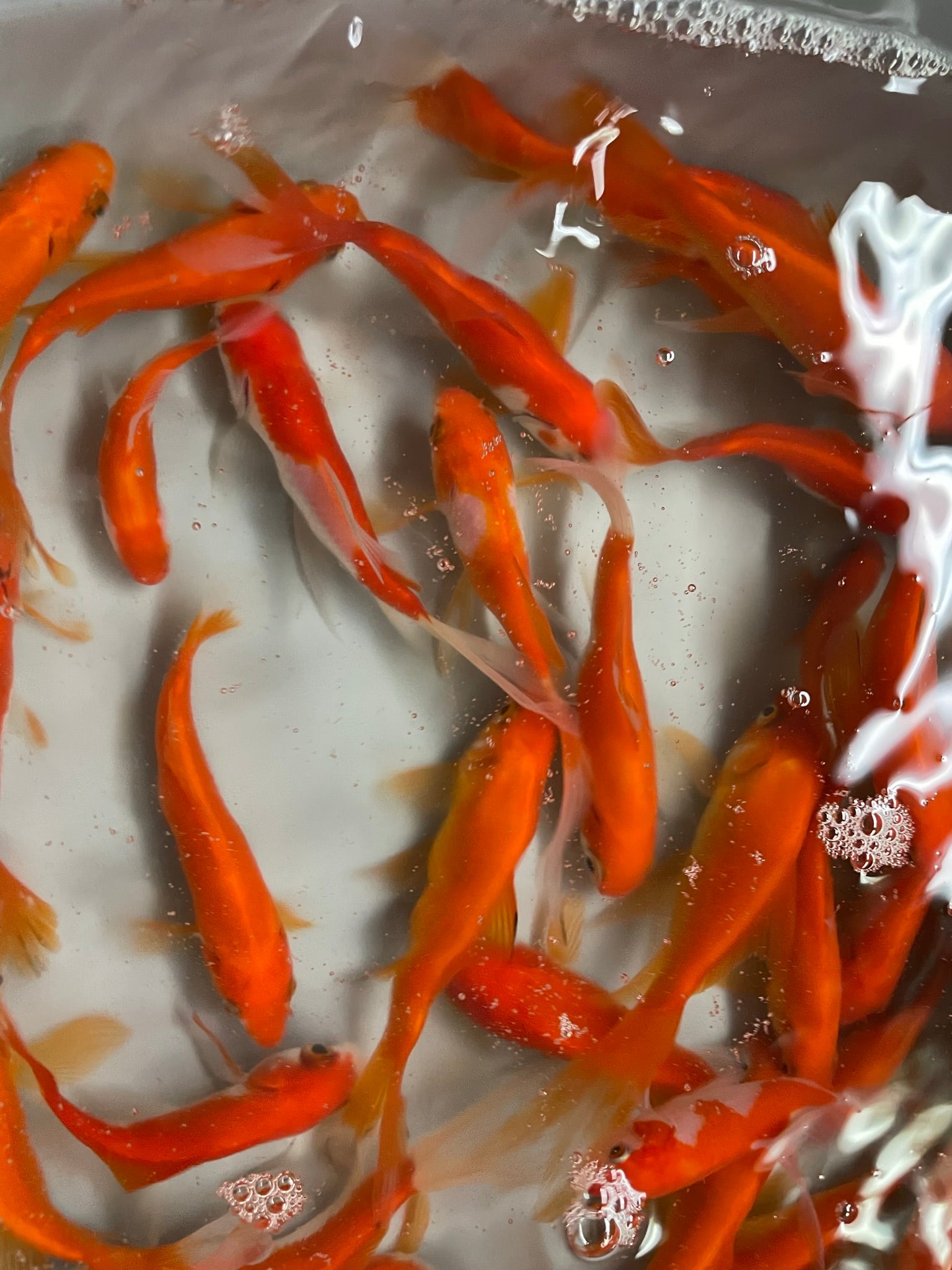 Red Goldfish (Red Comet) 2-3" (Picked at Random) (TF P6a)