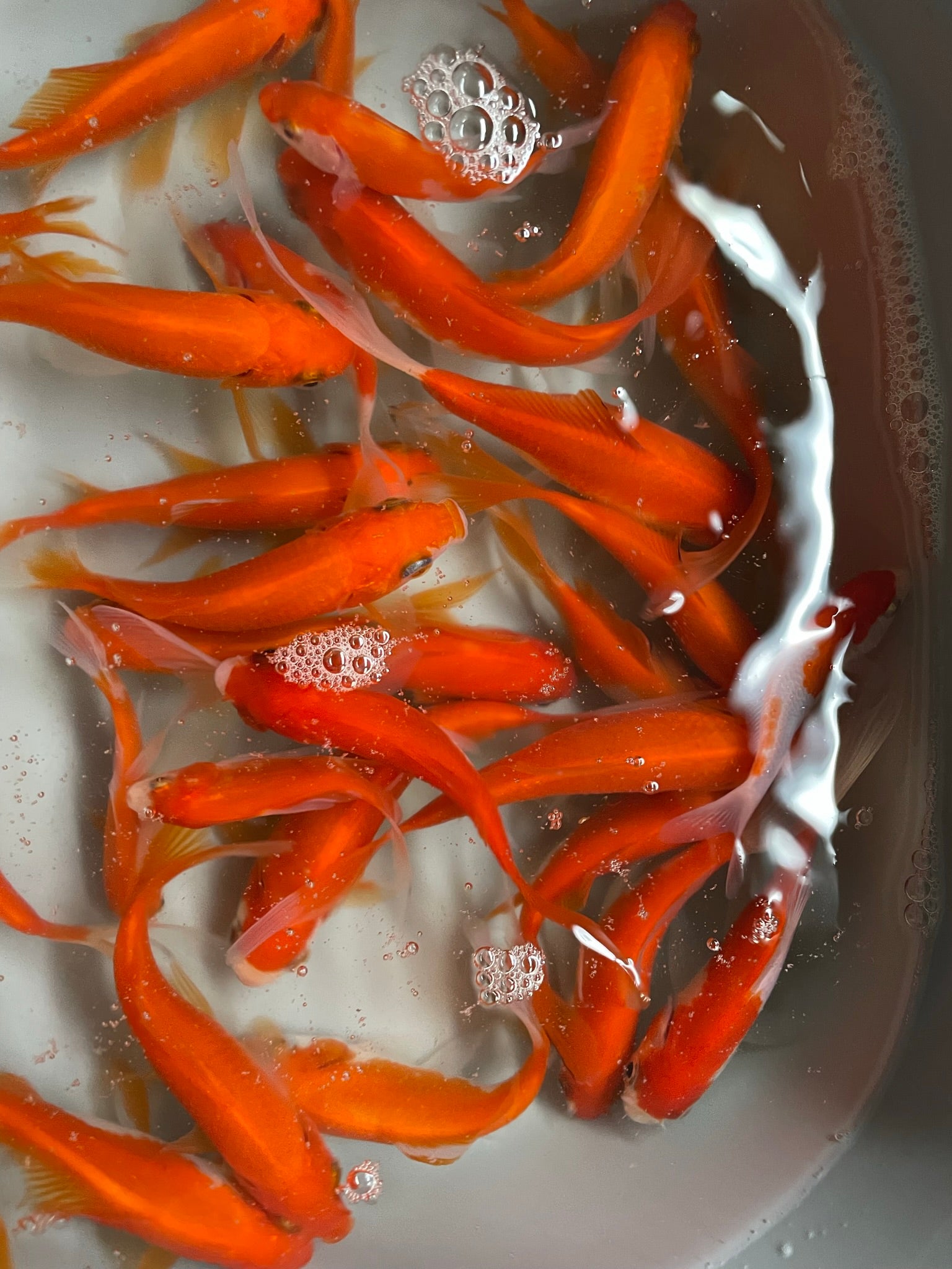 Red Goldfish (Red Comet) 2-3" (Picked at Random) (TF P6a)