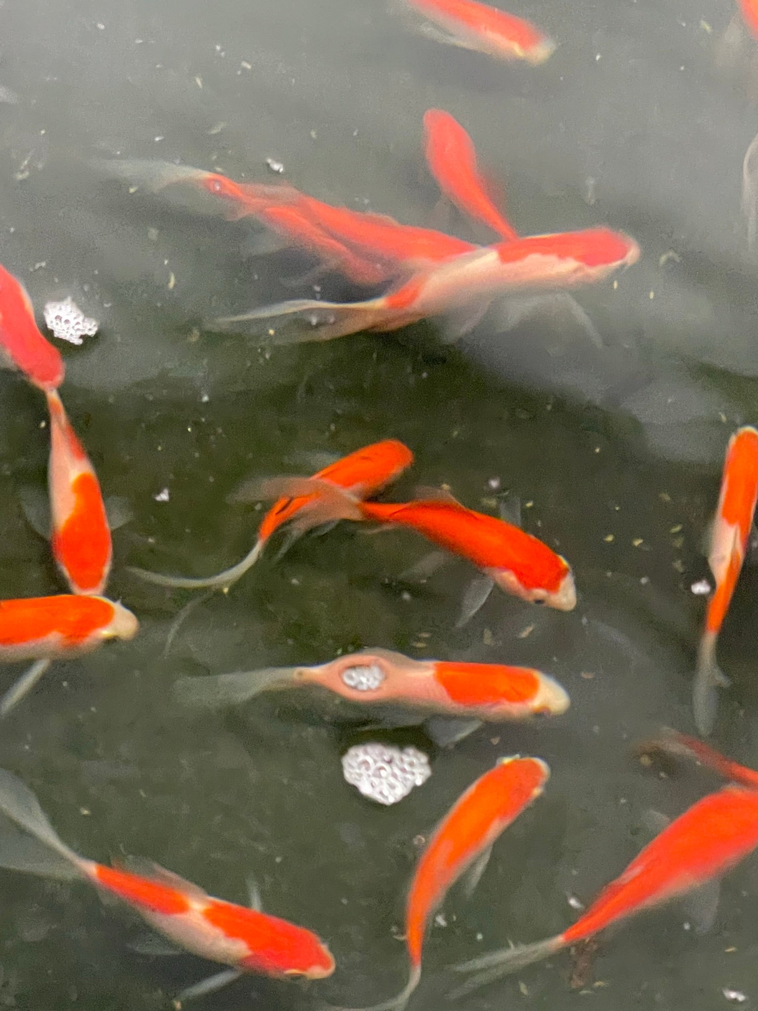 Sarasa Comet (Red & White) 2-3" (Picked at Random) (TF P6d)