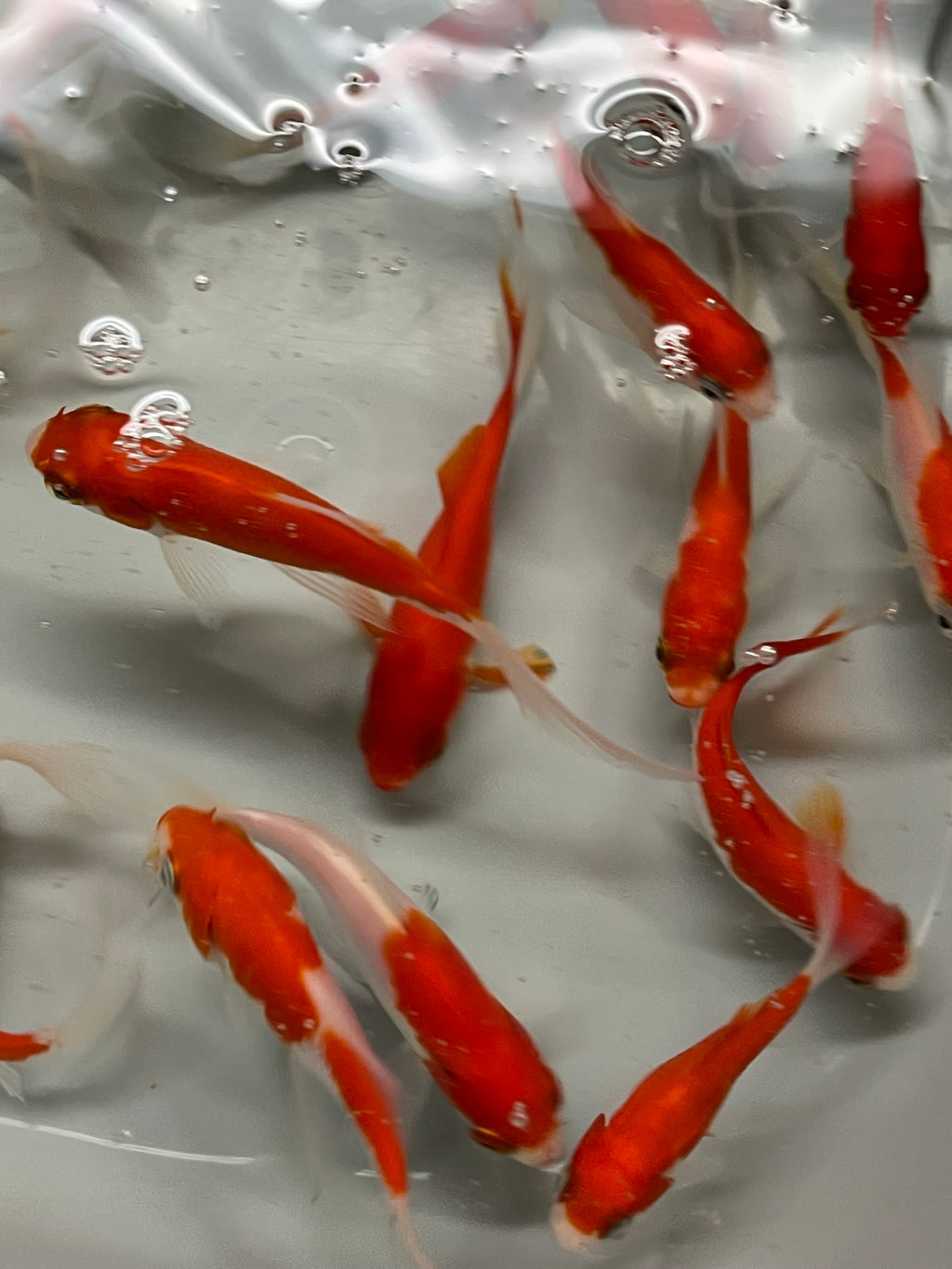 Sarasa Comet (Red & White) 2-3" (Picked at Random) (TF P6d)