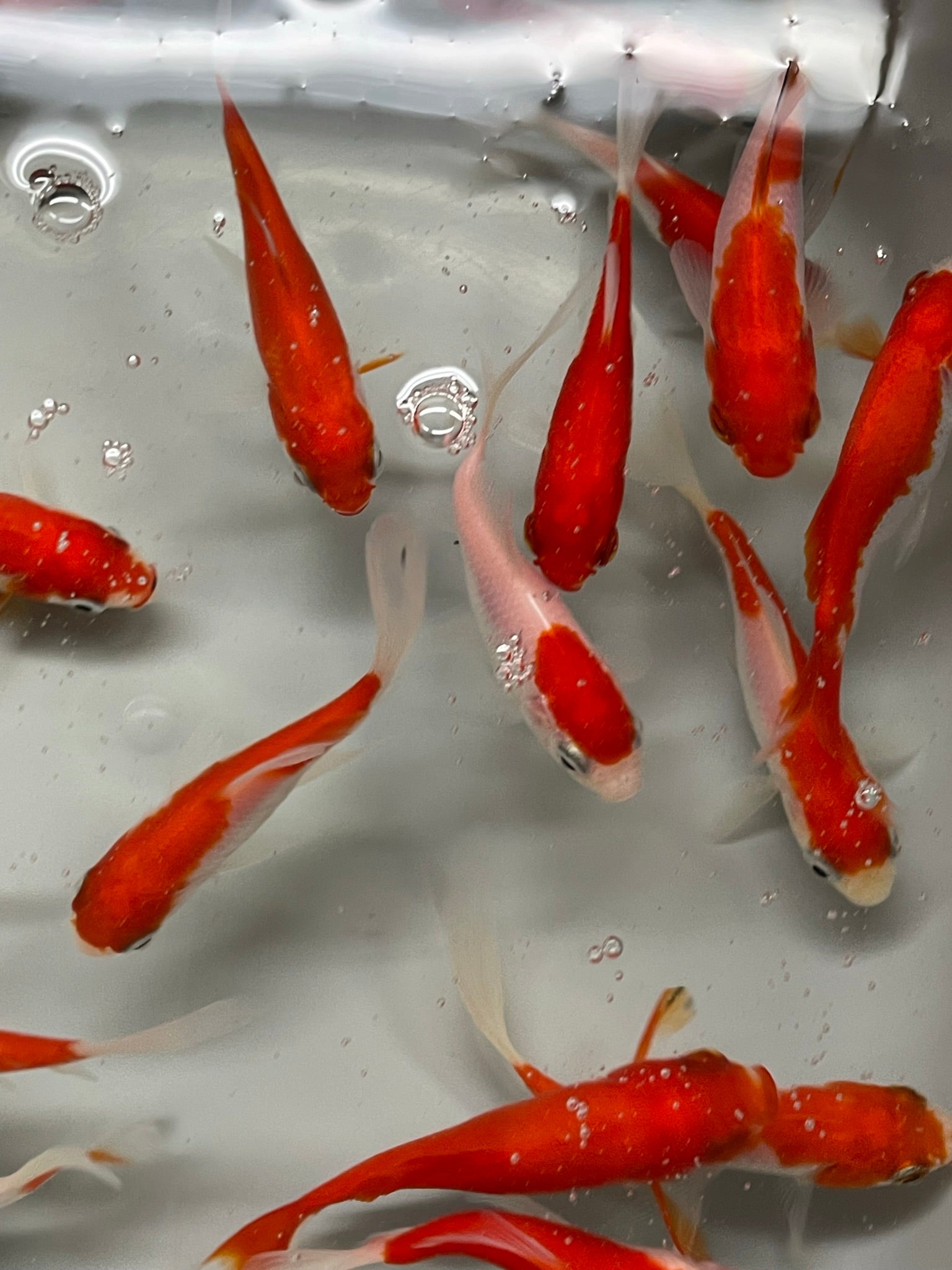 Sarasa Comet (Red & White) 2-3" (Picked at Random) (TF P6d)