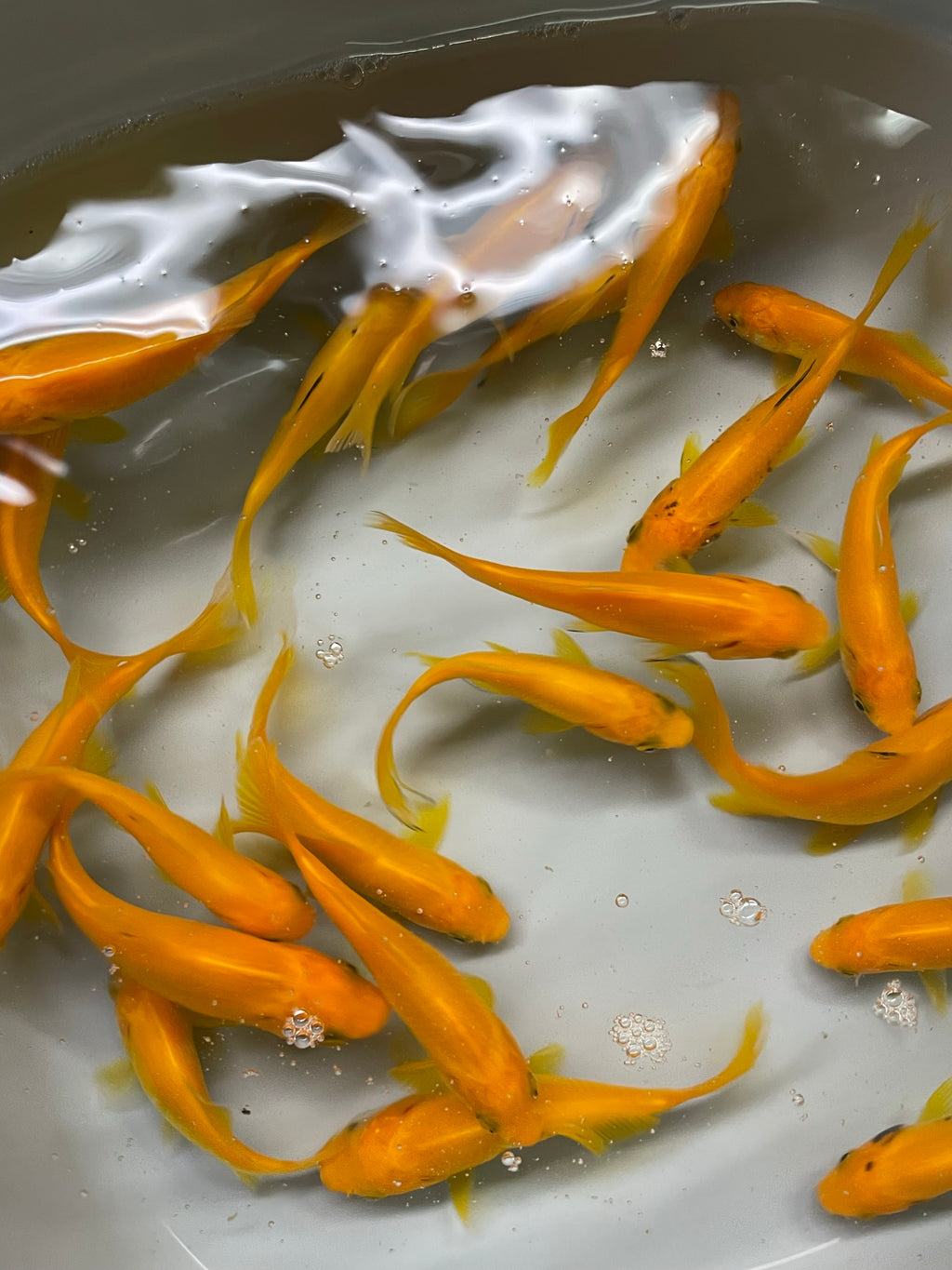 Yellow Goldfish (Yellow Comet) 2-3" (Picked at random) (TF P6b)