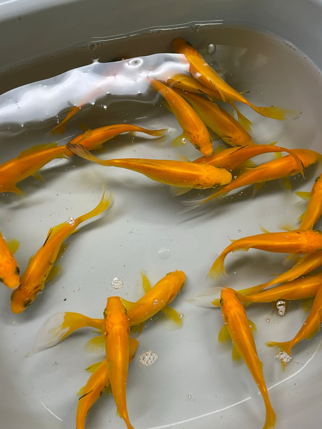 Yellow Goldfish (Yellow Comet) 2-3" (Picked at random) (TF P6b)